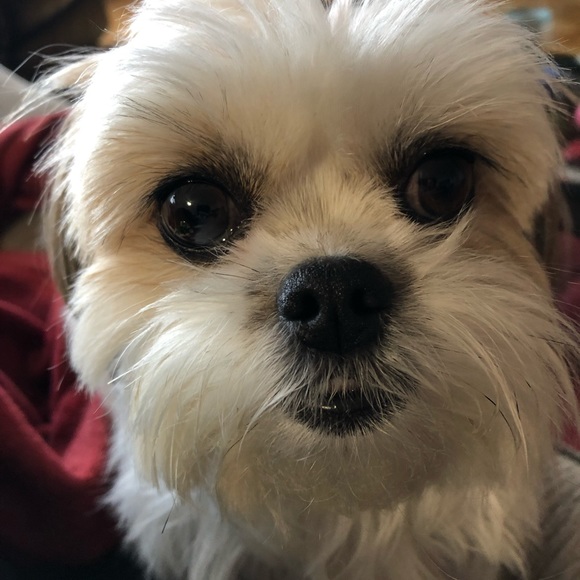 sylviegee